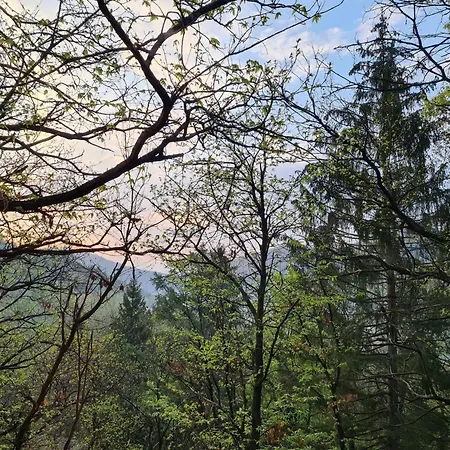 Bosco Della Bella 6 By Interhome * Termine